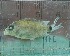  ( - MXIII320)  @12 [ ] Unspecified (default): All Rights Reserved  Jose Angel Cohuo Unspecified