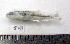  (Catostomus nebuliferus - MXIII591)  @13 [ ] Unspecified (default): All Rights Reserved  Carolina Quintal Unspecified