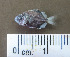  ( - MXIII692)  @12 [ ] Unspecified (default): All Rights Reserved  Unspecified Unspecified