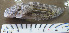  ( - MXIII695)  @12 [ ] Unspecified (default): All Rights Reserved  Unspecified Unspecified