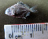  ( - MXIII697)  @12 [ ] Unspecified (default): All Rights Reserved  Unspecified Unspecified