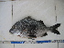  (Anisotremus surinamensis - MXIII-140)  @13 [ ] Unspecified (default): All Rights Reserved  Unspecified Unspecified