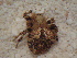  ( - MXLAP-912)  @11 [ ] CreativeCommons - Attribution Non-Commercial Share-Alike (2015) Maria Luisa Jimenez Centro de Investigaciones Biológicas del Noroeste