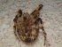  ( - MXLAP-912)  @11 [ ] CreativeCommons - Attribution Non-Commercial Share-Alike (2015) Maria Luisa Jimenez Centro de Investigaciones Biológicas del Noroeste