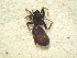  ( - MXLAP-919)  @11 [ ] CreativeCommons - Attribution Non-Commercial Share-Alike (2015) Maria Luisa Jimenez Centro de Investigaciones Biológicas del Noroeste
