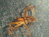  ( - MXLAP-984)  @11 [ ] CreativeCommons - Attribution Non-Commercial Share-Alike (2015) Maria Luisa Jimenez Centro de Investigaciones Biológicas del Noroeste