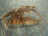  (Melpomene elegans - MXLAP-985)  @11 [ ] CreativeCommons - Attribution Non-Commercial Share-Alike (2015) Maria Luisa Jimenez Centro de Investigaciones Biológicas del Noroeste