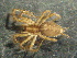  ( - MXLAP-986)  @11 [ ] CreativeCommons - Attribution Non-Commercial Share-Alike (2015) Maria Luisa Jimenez Centro de Investigaciones Biológicas del Noroeste