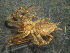  ( - MXLAP-986)  @11 [ ] CreativeCommons - Attribution Non-Commercial Share-Alike (2015) Maria Luisa Jimenez Centro de Investigaciones Biológicas del Noroeste