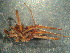  (Melpomene sp - MXLAP-987)  @11 [ ] CreativeCommons - Attribution Non-Commercial Share-Alike (2015) Maria Luisa Jimenez Centro de Investigaciones Biológicas del Noroeste
