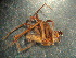  ( - MXLAP-987)  @11 [ ] CreativeCommons - Attribution Non-Commercial Share-Alike (2015) Maria Luisa Jimenez Centro de Investigaciones Biológicas del Noroeste
