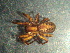  ( - MXLAP-988)  @11 [ ] CreativeCommons - Attribution Non-Commercial Share-Alike (2015) Maria Luisa Jimenez Centro de Investigaciones Biológicas del Noroeste