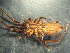  ( - MXLAP-992)  @11 [ ] CreativeCommons - Attribution Non-Commercial Share-Alike (2015) Maria Luisa Jimenez Centro de Investigaciones Biológicas del Noroeste