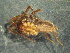  ( - MXLAP-994)  @11 [ ] CreativeCommons - Attribution Non-Commercial Share-Alike (2015) Maria Luisa Jimenez Centro de Investigaciones Biológicas del Noroeste