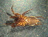  ( - MXLAP-995)  @11 [ ] CreativeCommons - Attribution Non-Commercial Share-Alike (2015) Maria Luisa Jimenez Centro de Investigaciones Biológicas del Noroeste