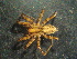  ( - MXLAP-997)  @11 [ ] CreativeCommons - Attribution Non-Commercial Share-Alike (2015) Maria Luisa Jimenez Centro de Investigaciones Biológicas del Noroeste