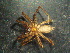  ( - MXLAP-997)  @11 [ ] CreativeCommons - Attribution Non-Commercial Share-Alike (2015) Maria Luisa Jimenez Centro de Investigaciones Biológicas del Noroeste