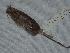  (Chaetodipus fallax - CIBNOR 2516)  @13 [ ] Copyright  Unspecified Unspecified