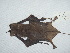  ( - CIBNOR 4119)  @12 [ ] Copyright  Unspecified Unspecified