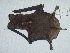  ( - CIBNOR 8630)  @12 [ ] Copyright  Unspecified Unspecified