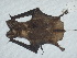  ( - CIBNOR 8631)  @13 [ ] Copyright  Unspecified Unspecified