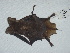  ( - CIBNOR 8634)  @13 [ ] Copyright  Unspecified Unspecified