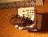  (Hospesneotomae - JAGCH1)  @11 [ ] CreativeCommons - Attribution Non-Commercial Share-Alike (2015) Unspecified Instituto de Diagnóstico y Referencia Epidemiológica