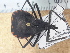  (Triatoma bassolsae - JAGCH46)  @11 [ ] CreativeCommons - Attribution Non-Commercial Share-Alike (2015) Unspecified Instituto de Diagnóstico y Referencia Epidemiológica