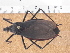  (Dipetalogaster maximus - JAGCH66)  @11 [ ] CreativeCommons - Attribution Non-Commercial Share-Alike (2015) Unspecified Instituto de Diagnóstico y Referencia Epidemiológica