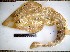  (Rhinobatos lentiginosus - MXV0260)  @13 [ ] Unspecified (default): All Rights Reserved  Unspecified Unspecified