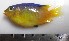  (Stegastes variabilis - MXV0319)  @14 [ ] Unspecified (default): All Rights Reserved  Unspecified Unspecified