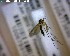  (Exechia confinis - FinMyc240)  @12 [ ] Unspecified (default): All Rights Reserved (2011) Unspecified NHMO