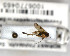  (Mycetophila quadra - FinMyc330)  @13 [ ] Unspecified (default): All Rights Reserved (2011) Unspecified NHMO