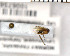  (Mycetophila uninotata_JKJ-02 - FinMyc341)  @12 [ ] Unspecified (default): All Rights Reserved (2011) Unspecified NHMO