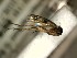 (Mycetophila haruspica - FinMyc450)  @13 [ ] Unspecified (default): All Rights Reserved (2012) Unspecified NHMO
