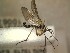  (Grzegorzekia - FinMyc489)  @12 [ ] Unspecified (default): All Rights Reserved (2012) Unspecified NHMO