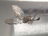  ( - FinMyc155)  @11 [ ] Unspecified (default): All Rights Reserved (2011) Unspecified NHMO