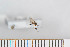  ( - FinMyc03)  @12 [ ] Copyright (2011) University of Oslo, Natural History Museum University of Oslo, Natural History Museum