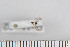  ( - FinMyc22)  @12 [ ] Copyright (2011) University of Oslo, Natural History Museum University of Oslo, Natural History Museum
