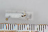  ( - FinMyc36)  @12 [ ] Copyright (2011) University of Oslo, Natural History Museum University of Oslo, Natural History Museum
