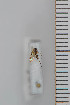  (Mycetophila morata - FinMyc41)  @12 [ ] Copyright (2011) University of Oslo, Natural History Museum University of Oslo, Natural History Museum