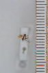  (Sceptonia nigra_JKJ-02 - FinMyc50)  @12 [ ] Copyright (2011) University of Oslo, Natural History Museum University of Oslo, Natural History Museum