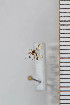  ( - FinMyc66)  @12 [ ] Copyright (2011) University of Oslo, Natural History Museum University of Oslo, Natural History Museum