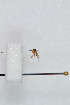  (Brachycampta neglecta - FinMyc68)  @12 [ ] Copyright (2011) University of Oslo, Natural History Museum University of Oslo, Natural History Museum