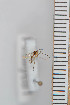  ( - FinMyc81)  @12 [ ] Copyright (2011) University of Oslo, Natural History Museum University of Oslo, Natural History Museum