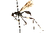  (Mesoconius keili - UGIC208-15)  @11 [ ] CreativeCommons - Attribution (2015) CBG Photography Group Centre for Biodiversity Genomics