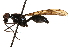  (Scipopus savegre - UGIC257-15)  @15 [ ] CreativeCommons - Attribution (2015) CBG Photography Group Centre for Biodiversity Genomics