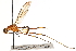  ( - UGIC260-15)  @11 [ ] CreativeCommons - Attribution (2015) CBG Photography Group Centre for Biodiversity Genomics