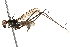 ( - UGIC269-15)  @13 [ ] CreativeCommons - Attribution (2015) CBG Photography Group Centre for Biodiversity Genomics
