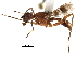  ( - CCDB-29054-C02)  @11 [ ] CreativeCommons - Attribution (2016) CBG Photography Group Centre for Biodiversity Genomics